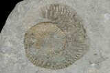 Belemnite (Acrocoelites) & Ammonite (Dactylioceras) - Germany #180451-1